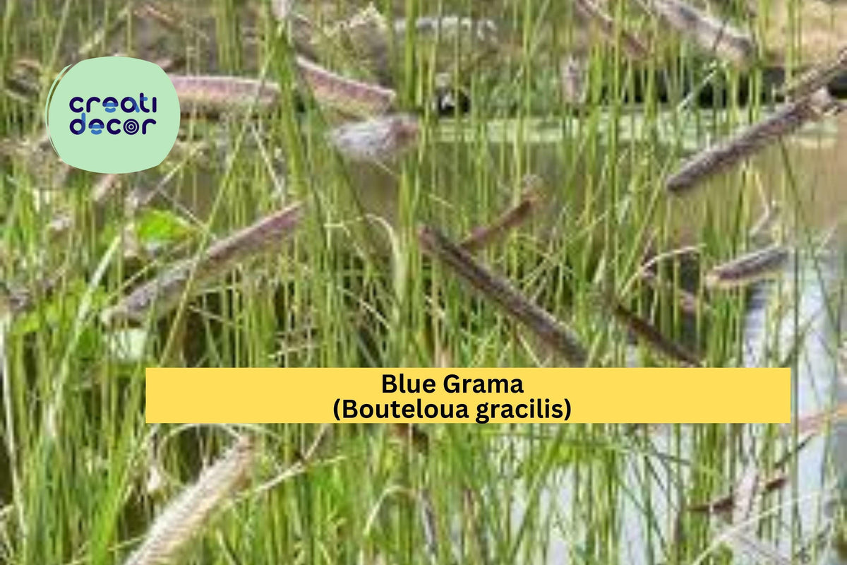 Blue Grama Grass Seeds – 100 Non-GMO Native Seeds for Drought-Tolerant Lawns, Prairie Gardens & Erosion Control | Bouteloua gracilis