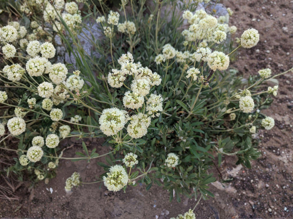 Eriogonum heracleoides Seeds (50) | Parsnipflower Wild Buckwheat Native Perennial for Drought Tolerance