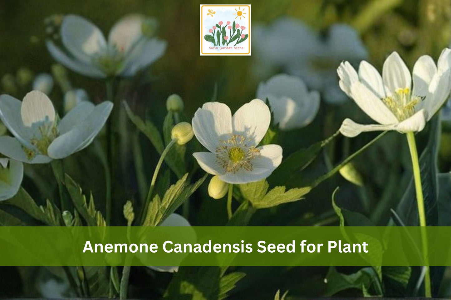 Canada Anemone Seeds - Native White Wildflower Groundcover, Anemone canadensis, Woodland Perennial, Native Plant Seeds