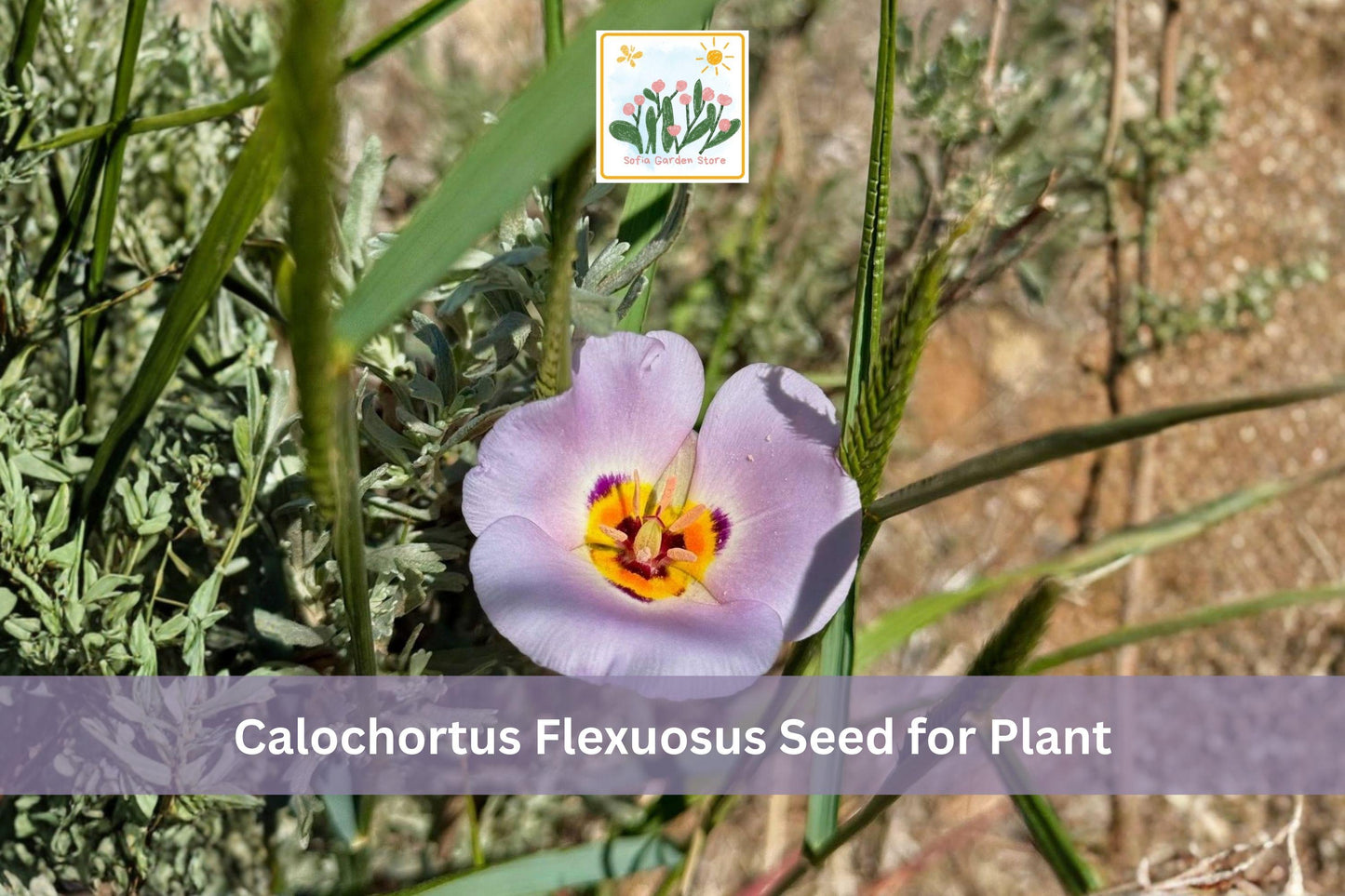 30 Winding Mariposa Lily Seeds | Native Wildflower Calochortus flexuosus for Gardens & Landscapes