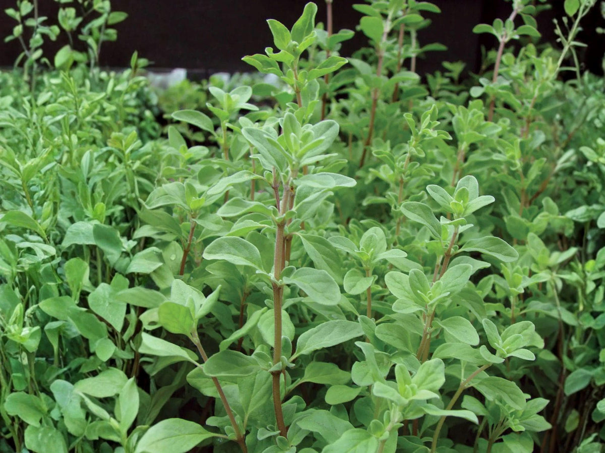 500 Seeds Sweet Marjoram Herb, Culinary, Origanum majorana, Mediterranean, Easy to Grow, Herb Seeds