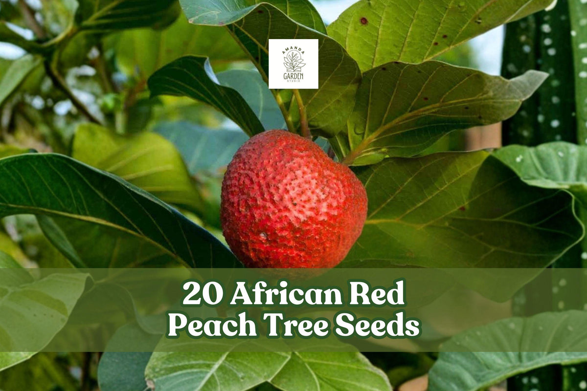 African Red Peach Tree Seeds, Nauclea latifolia, Tropical Fruit Tree, 20 Seeds for Planting