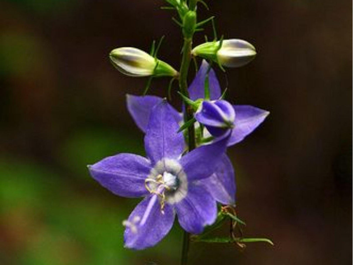 Tall Bellflower Seeds (Campanula americana) – 500 Native Wildflower Seeds for Shade & Sun, Blue Pollinator Plant