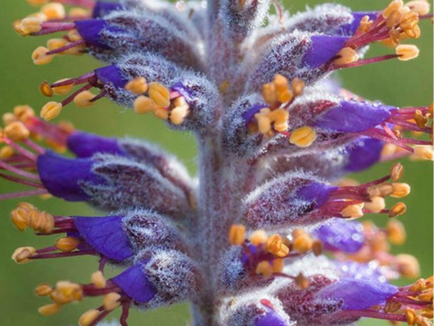 Lead Plant Seeds (Amorpha canescens) – 50 Native Prairie Seeds for Drought-Tolerant Pollinator Gardens and Habitat Restoration