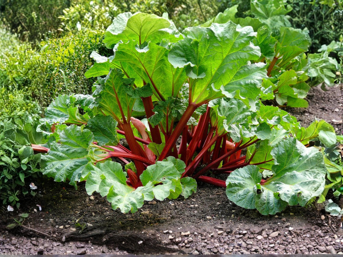 Victoria Rhubarb Seeds – Heirloom Perennial Vegetable for Pies, Jams & Baking | 25 Seeds