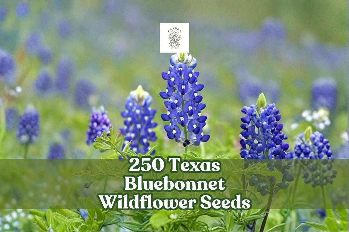 250 Texas Bluebonnet Wildflower Seeds – Lupinus texensis, Vibrant Blue Native Flower Seeds for Meadow, Garden & Naturalized Landscaping
