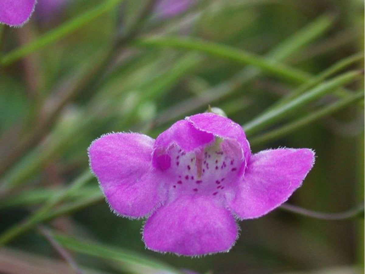 Slender False Foxglove Seeds (Agalinis tenuifolia) – 250 Native Wildflower Seeds for Pollinators & Prairies