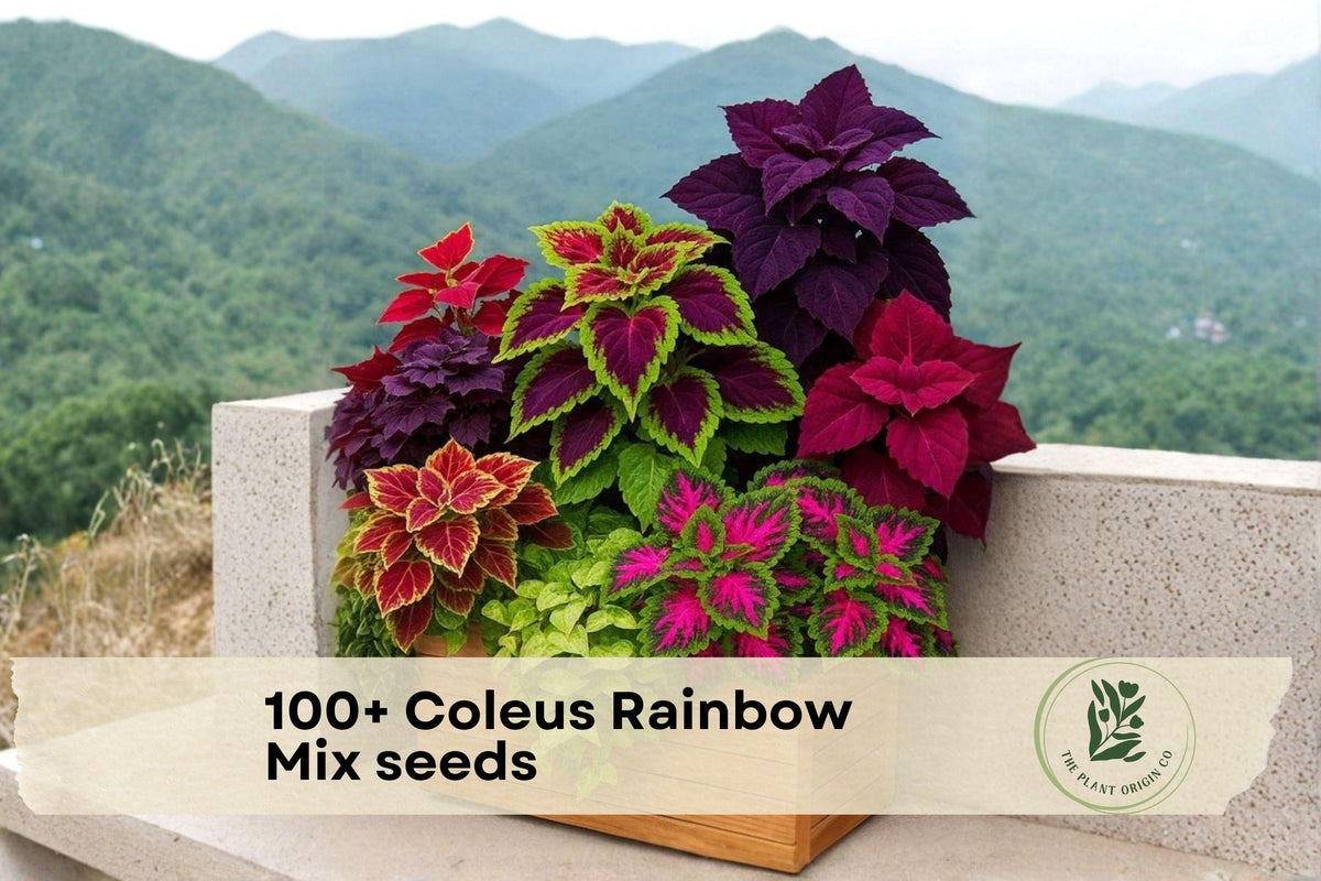 Coleus Rainbow Mix Seeds - Colorful Foliage Plants for Shade Gardens, Containers, Plectranthus scutellarioides