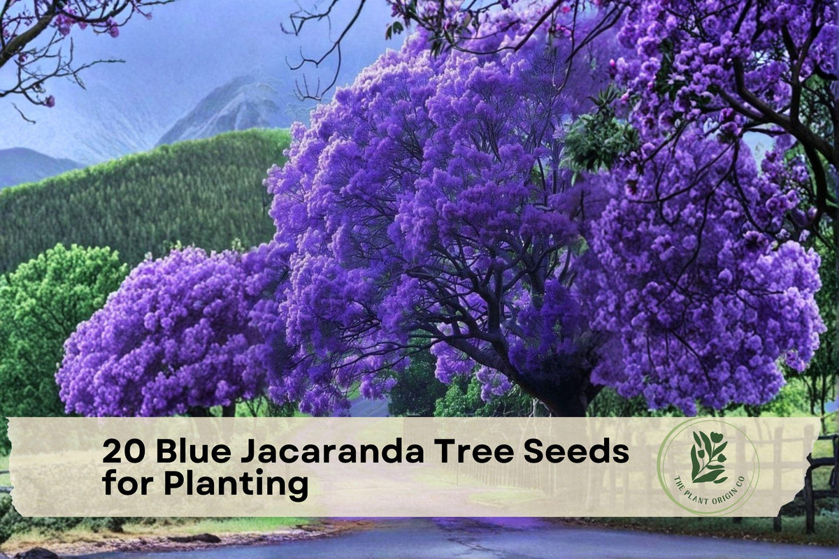 20 Blue Jacaranda Tree Seeds for Planting | Jacaranda mimosifolia | Ornamental Flowering Tree Seeds