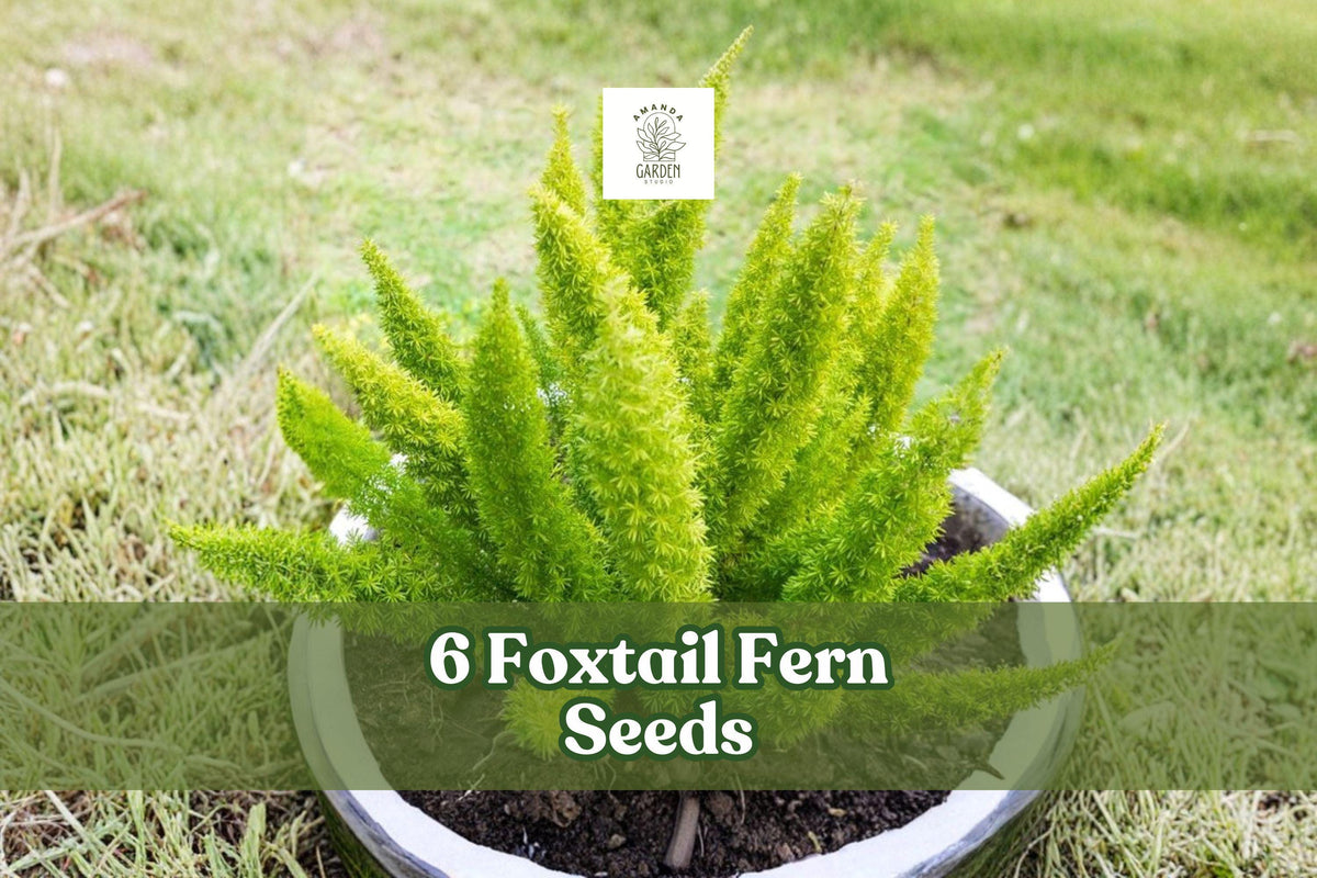 Foxtail Fern Seeds, Ornamental Foliage, Asparagus sprengeri, Indoor & Outdoor Planting, Green Fronds, Clumping Growth