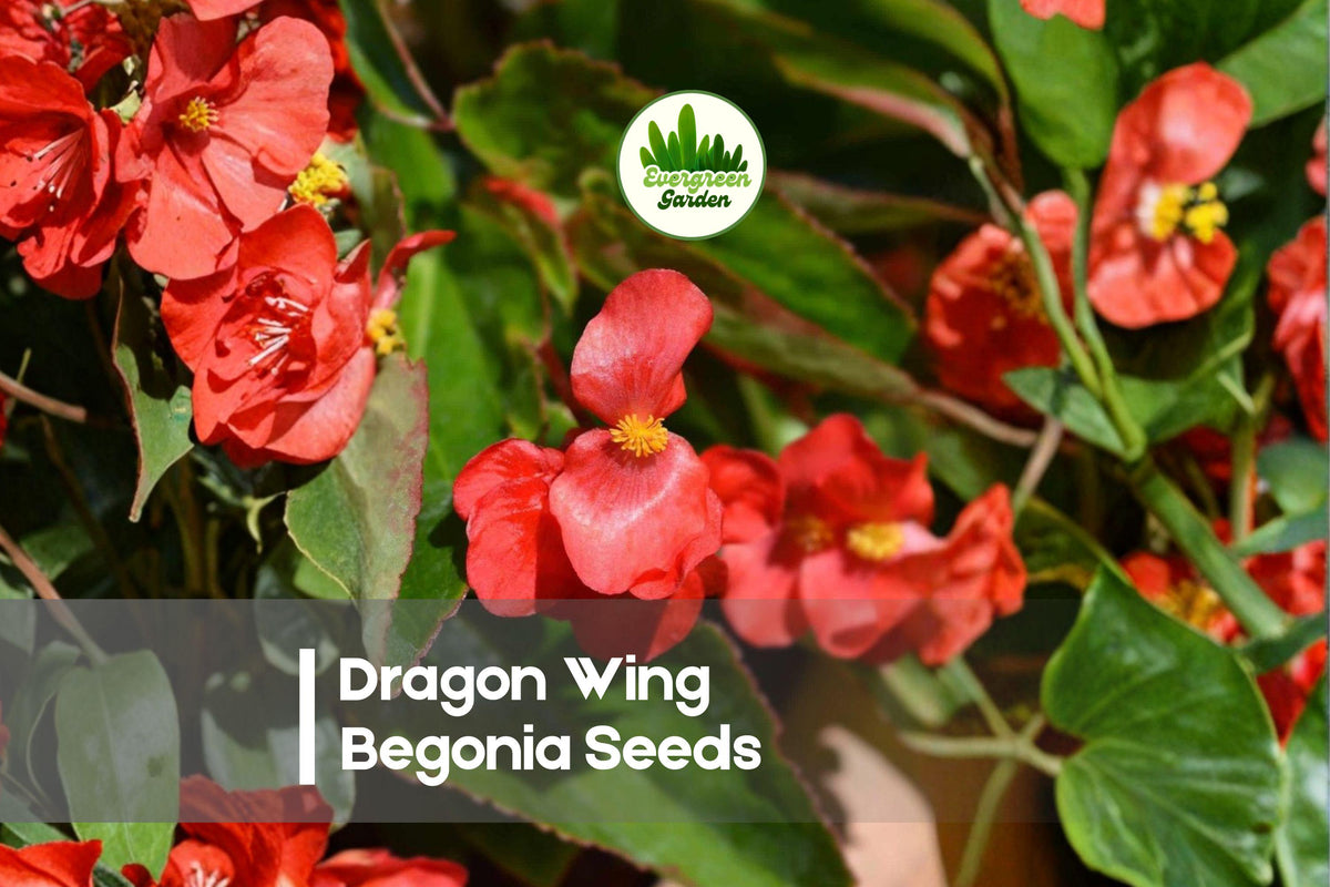 25+ Dragon Wing Begonia Seeds – Red Blooming, Cascading Foliage, Begonia × hybrida, Annual/Perennial for Hanging Baskets & Gardens