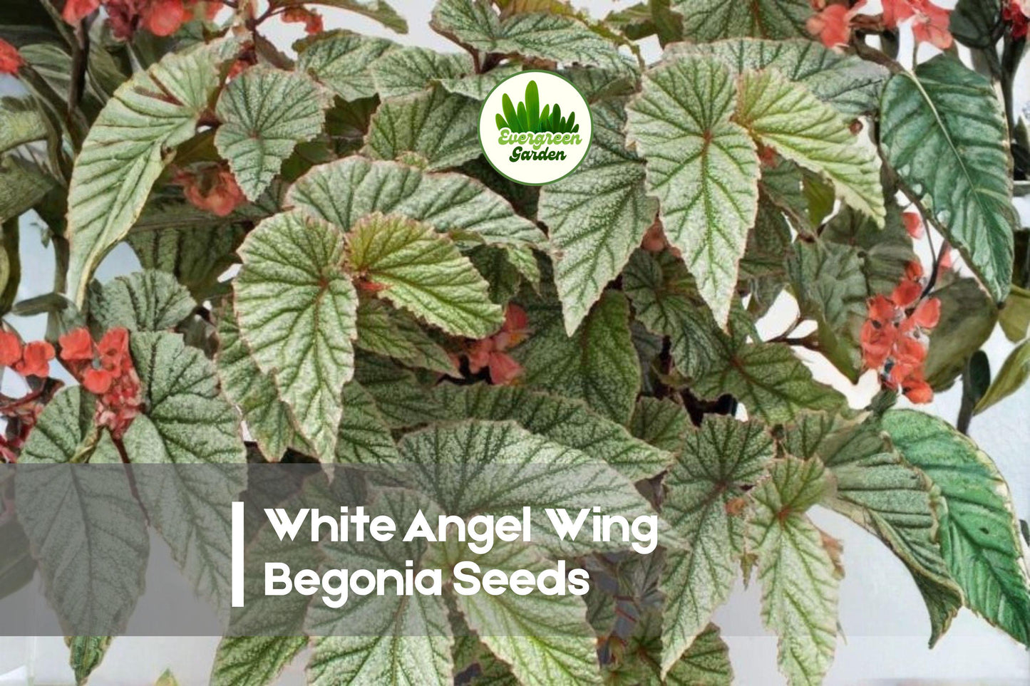 White Angel Wing Begonia Seeds - Begonia × coccinea, White, Shade-loving, Easy to Grow, Garden, Pot, Border, Basket