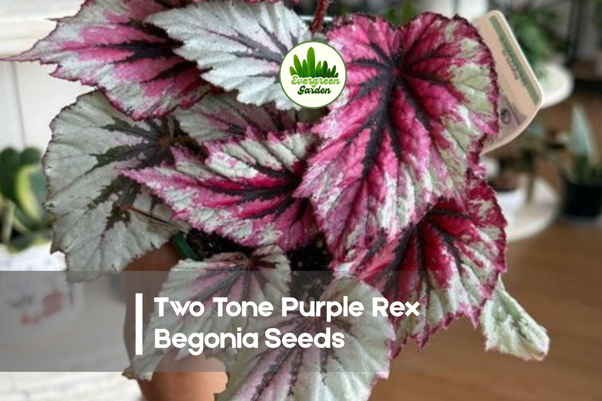 25+ Two Tone Purple Rex Begonia Seeds – Vibrant Foliage, Shade-Loving, Begonia rex-cultorum, Indoor & Outdoor Garden Plant