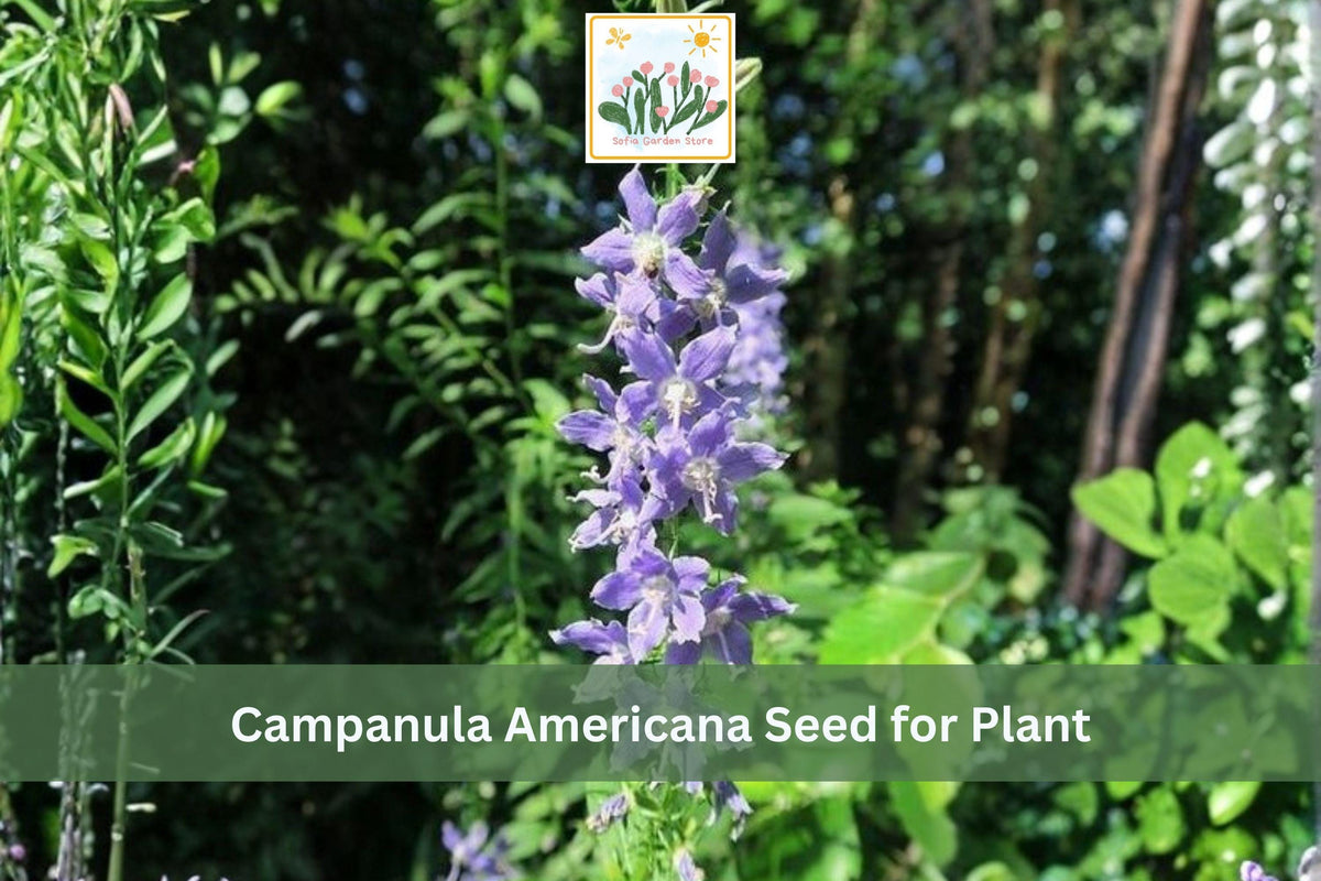 500 Tall Bellflower Seeds | Campanula americana | Native Blue Wildflower for Woodland Gardens & Native Landscapes