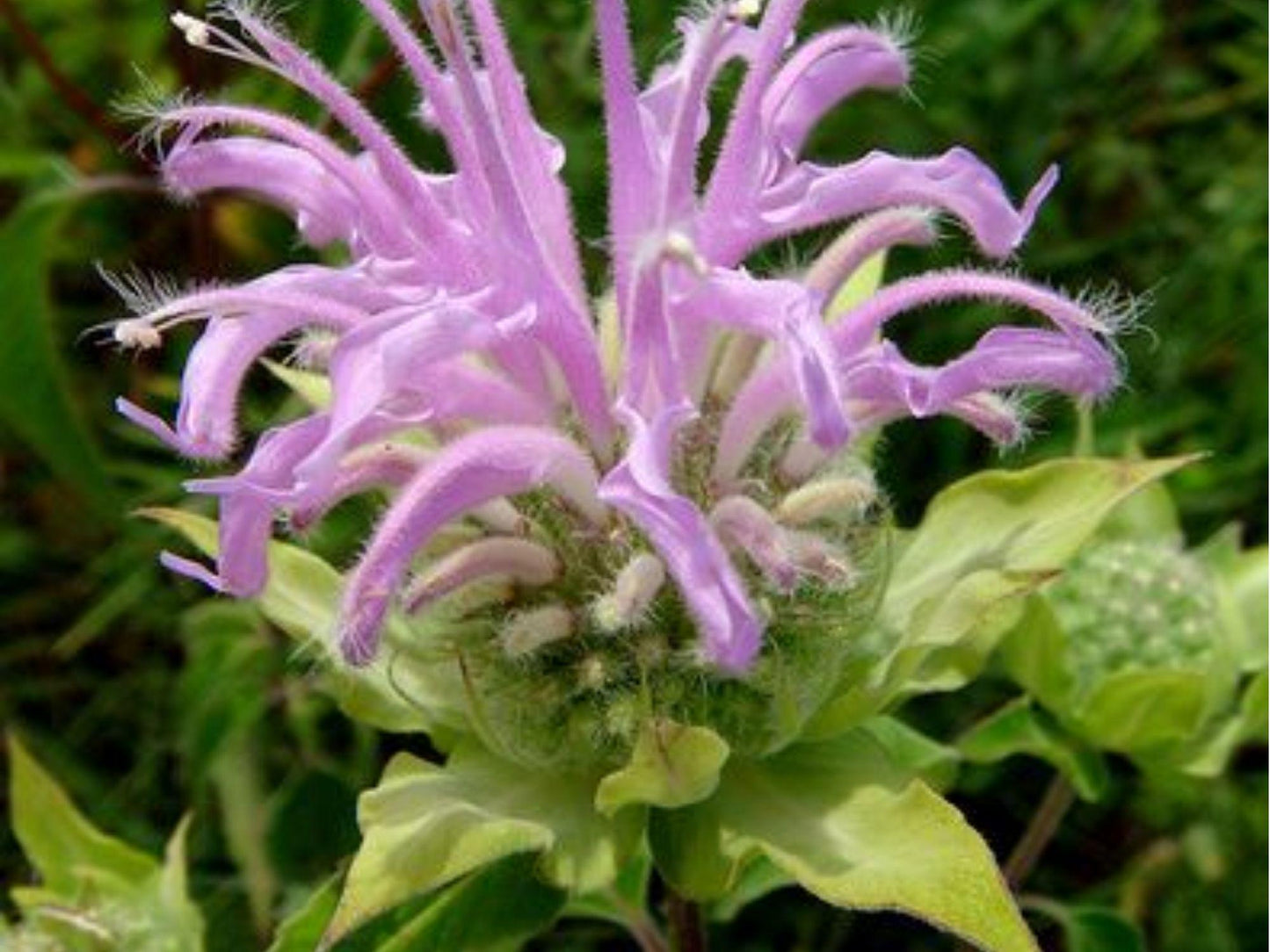 Wild Bergamot Seeds (Monarda fistulosa) – 100 Native Wildflower Seeds for Pollinator Gardens and Drought Tolerance