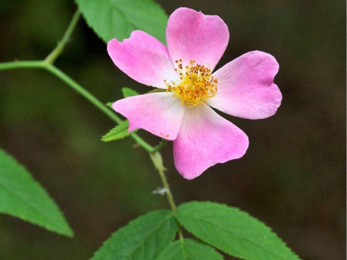 Illinois Rose Seeds – 30 Native Wild Rose Seeds for Pollinator Gardens & Wildlife Habitat – Rosa setigera