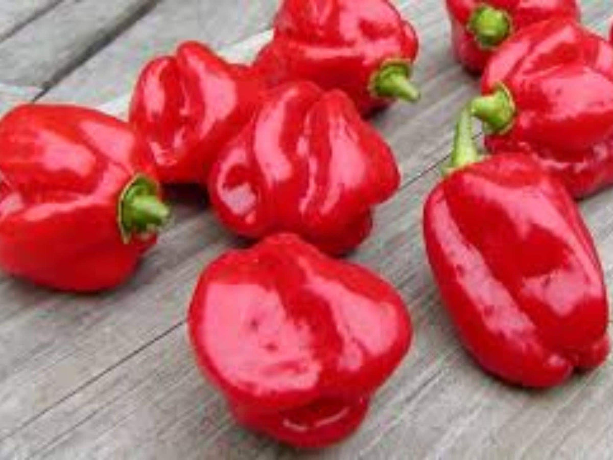 Caribbean Red Habanero Pepper Seeds – 25 Heirloom Hot Chili Seeds – Fruity, Smoky, Extremely Hot (300,000–445,000 SHU)