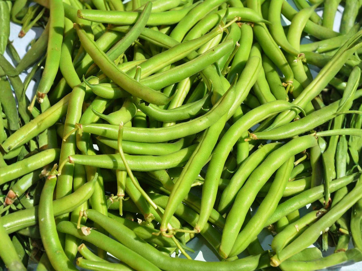Provider Green Bush Bean Seeds – Early Heirloom, Cold Tolerant, Stringless Pods, 25 Seeds