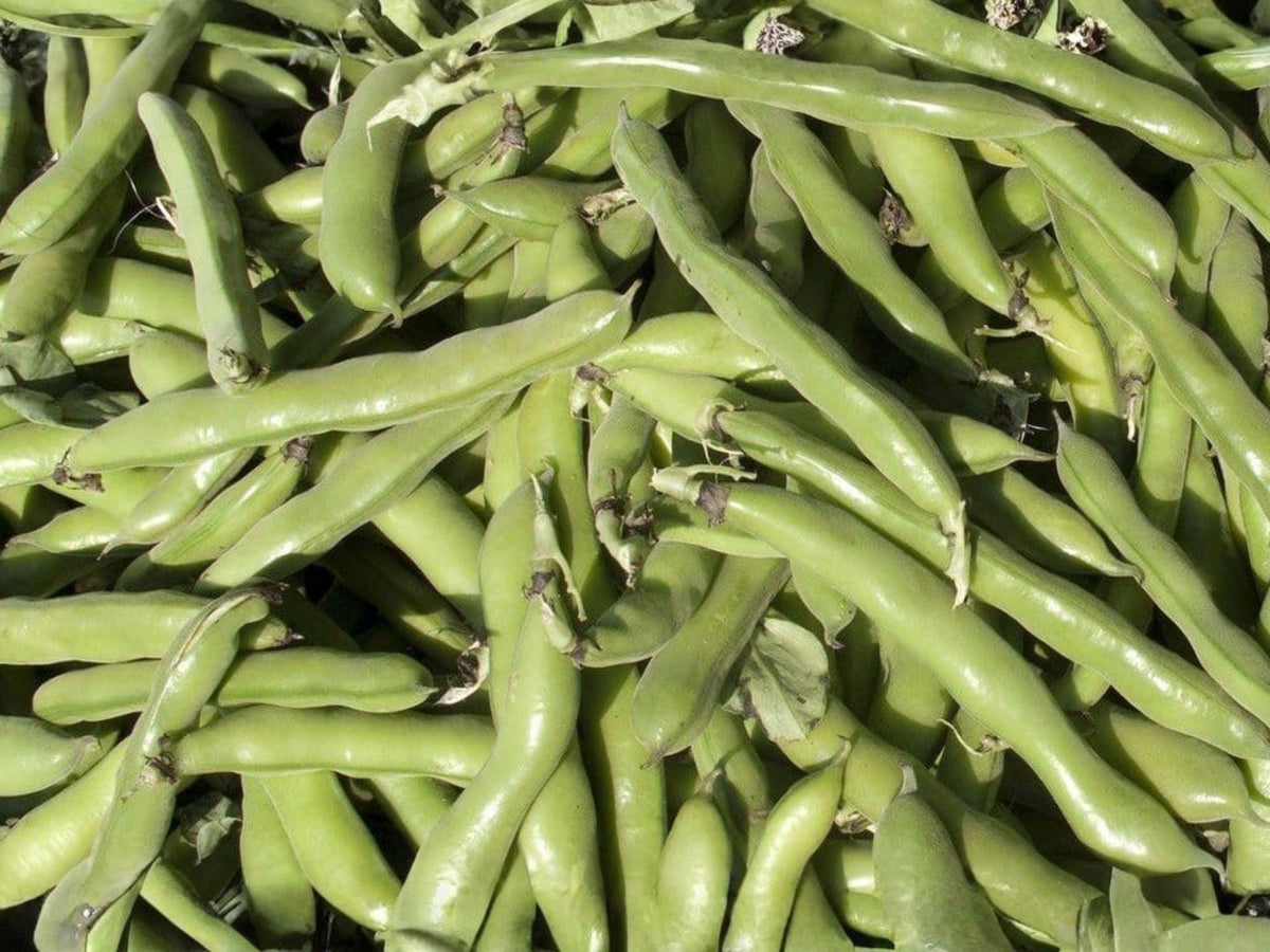 Heirloom Fava Bean Seeds – Broad Bean, Cool-Season Legume, 10 Seeds, Edible Pods & Shelled Beans, Mediterranean Cuisine