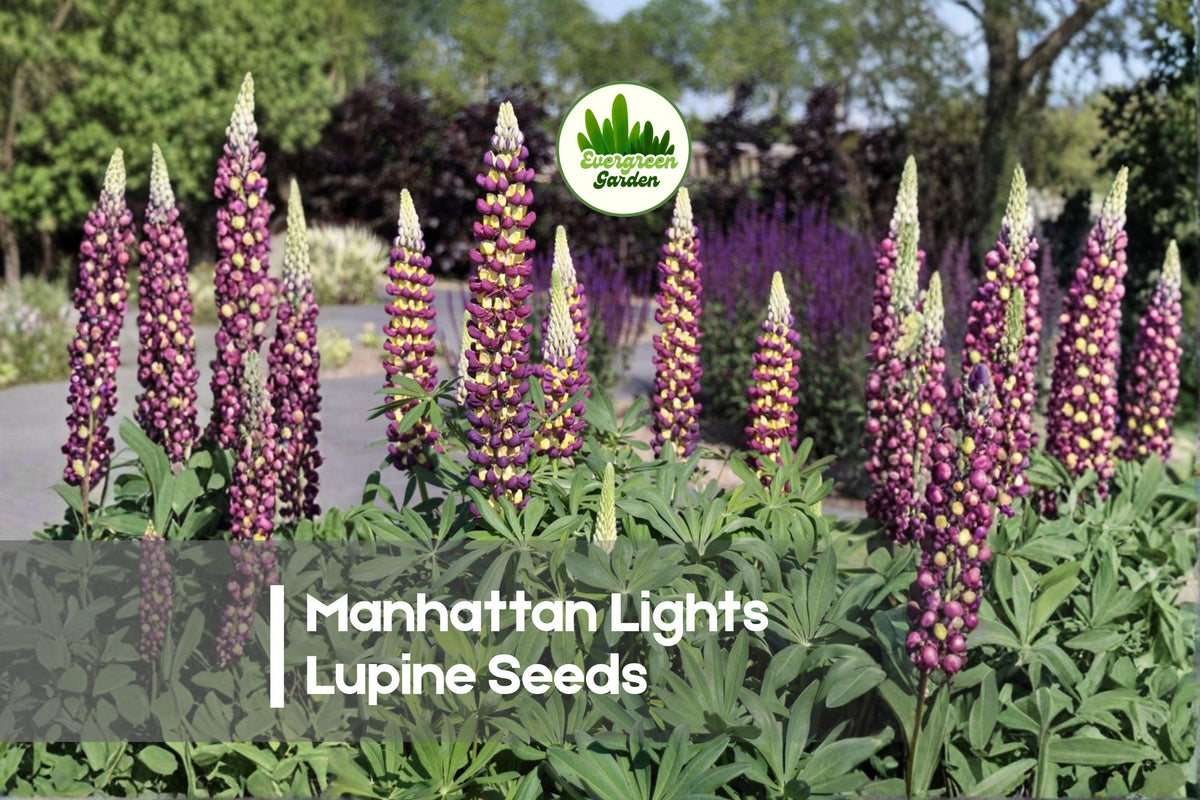 Manhattan Lights Lupine Seeds - Bi-Color Purple and Yellow Flowering Perennial - Lupinus polyphyllus