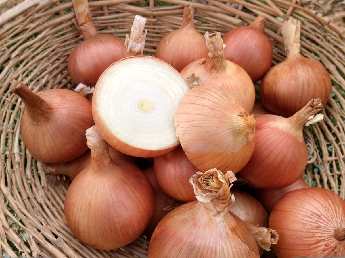 Sweet Spanish Colorado #6 Onion Seeds – 50 Heirloom Long-Day Yellow Bulb Vegetable Seeds