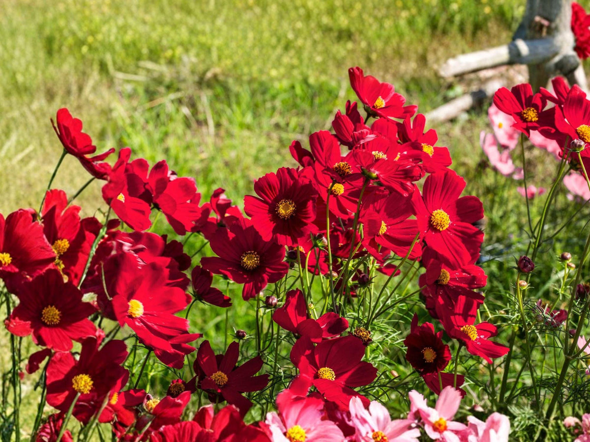 Cosmos Dazzler Flower Seeds – 100 Pack, Vibrant Crimson Red, Garden Cosmos, Cosmos bipinnatus, Annual Flower for Garden & Container Planting