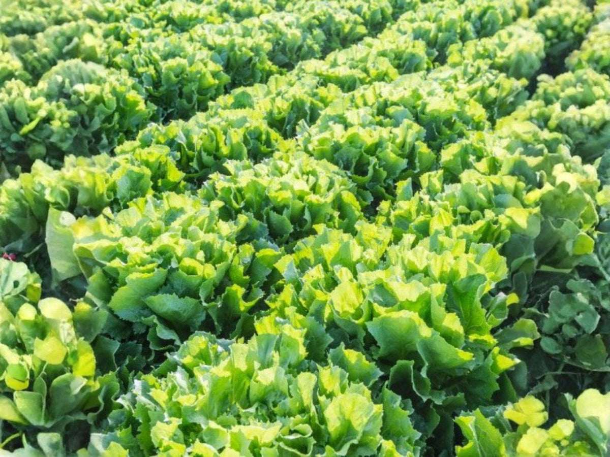 Broadleaf Batavian Endive Seeds – 1000 Vegetable Seeds for Home Gardening, Leafy Green Escarole, Annual Plant