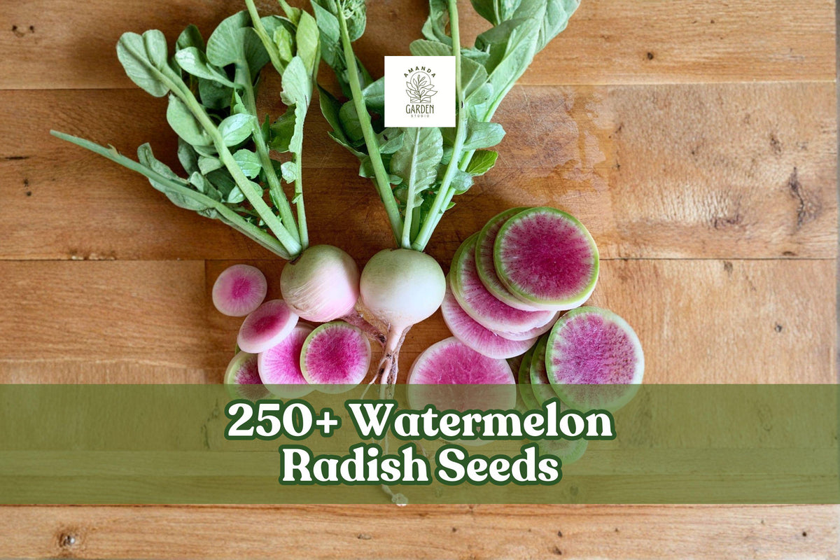 Watermelon Radish Seeds – Exotic Heirloom Raphanus sativus with Pink Interior, 250+ Seeds for Home Gardening, Containers, and Raised Beds