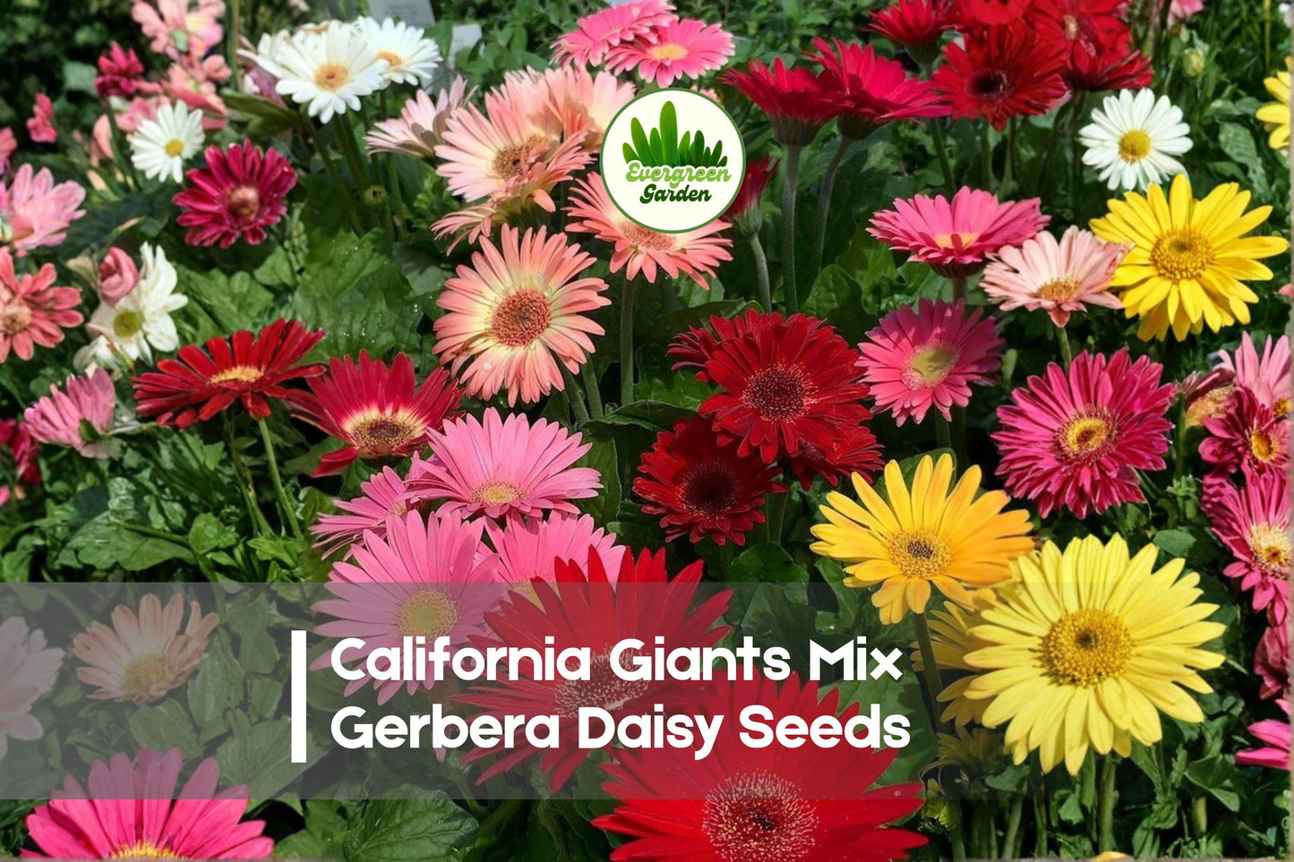 California Giants Mix Gerbera Daisy Seeds – Bright Multi-Color Blooms, Butterfly Attracting, Easy to Grow, Gerbera jamesonii