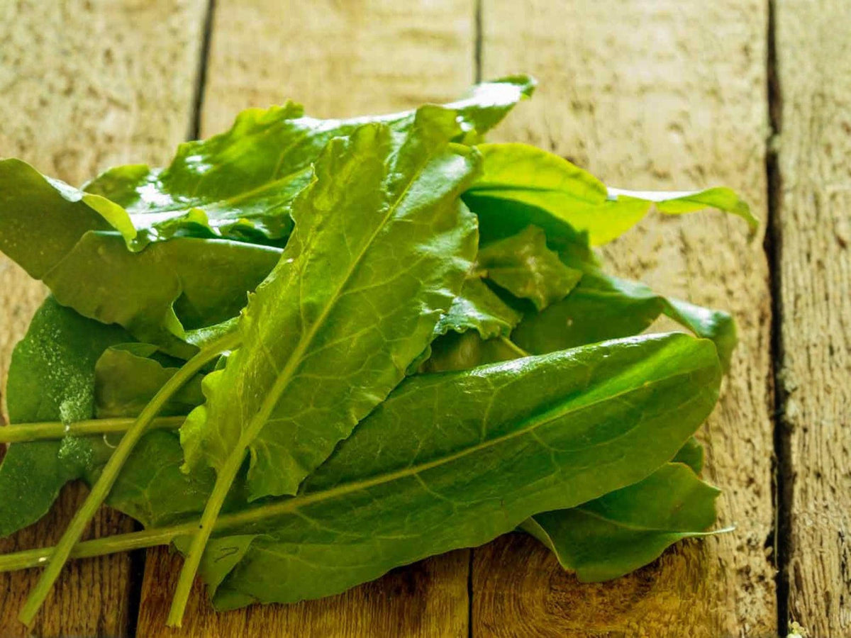 Large Leaf Sorrel Seeds – Lemon Herb, Perennial Greens, Culinary Herb, Bright Lemon Flavor, 100 Seeds
