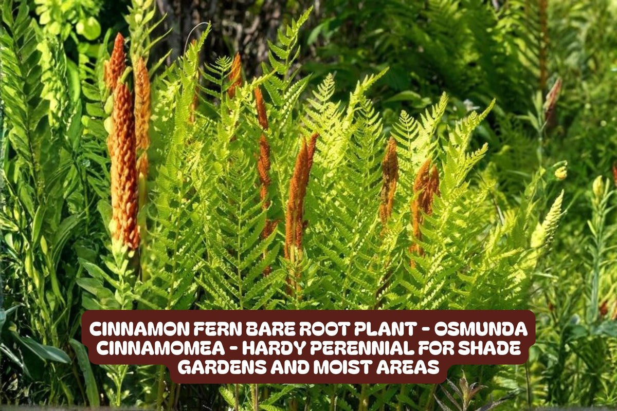 Cinnamon Fern Bare Root Plant – Hardy Perennial for Shade Gardens – Osmunda cinnamomea – Moist, Rich Soil, Wildlife-Friendly