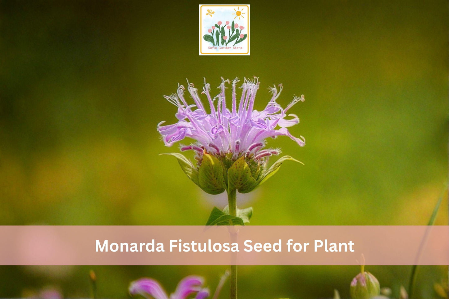 Wild Bergamot Seeds - Monarda fistulosa - Native Perennial Bee Balm for Prairie Gardens & Pollinator Gardens