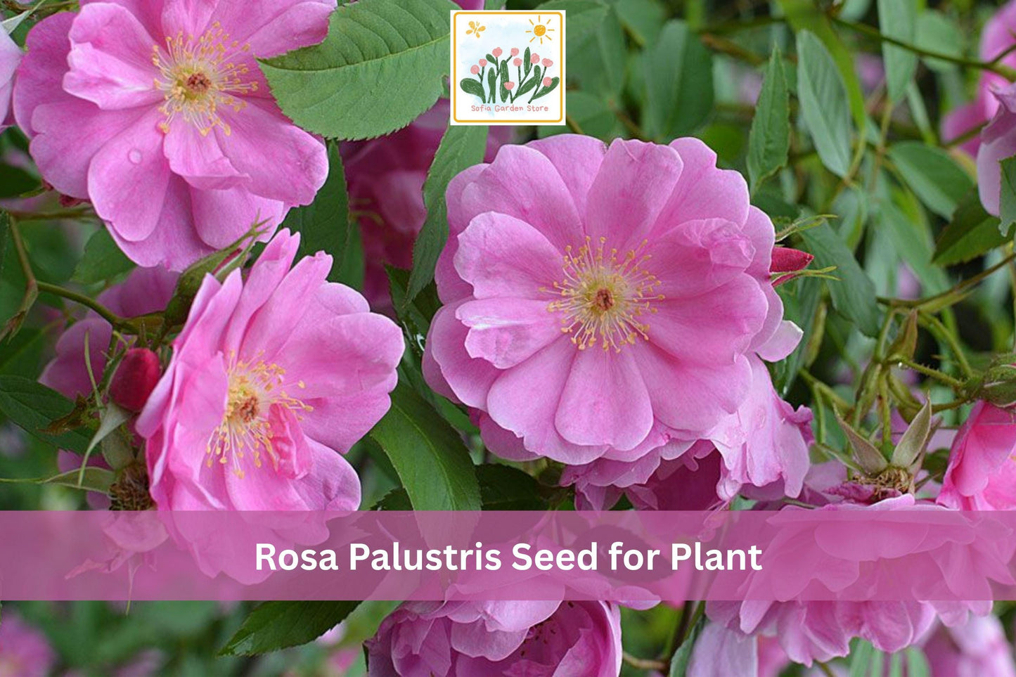 30 Swamp Rose Seeds Rosa palustris Native Wetland Plant for Moist Soils, Pink Flowers, Perennial Shrub