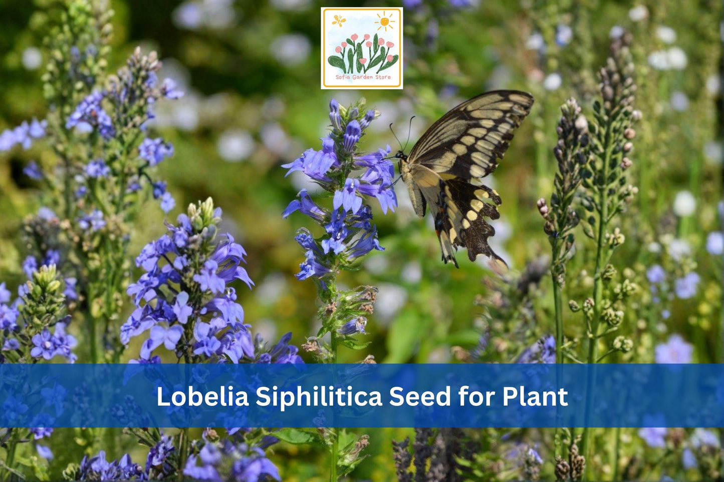 500 Great Blue Lobelia Seeds | Lobelia siphilitica Native Perennial Wildflower for Rain Gardens & Wetlands