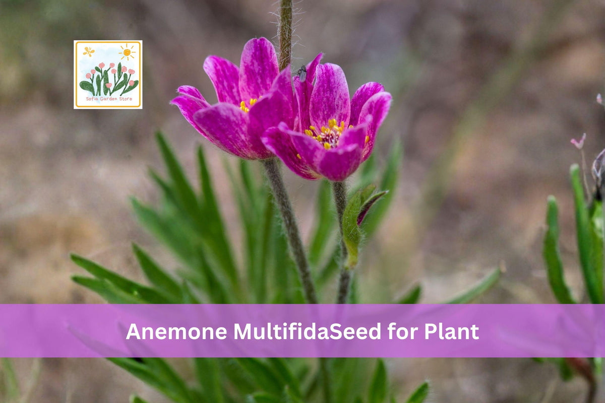 100 Windflower Seeds Anemone multifida Native Perennial Wildflower for Rock & Alpine Gardens