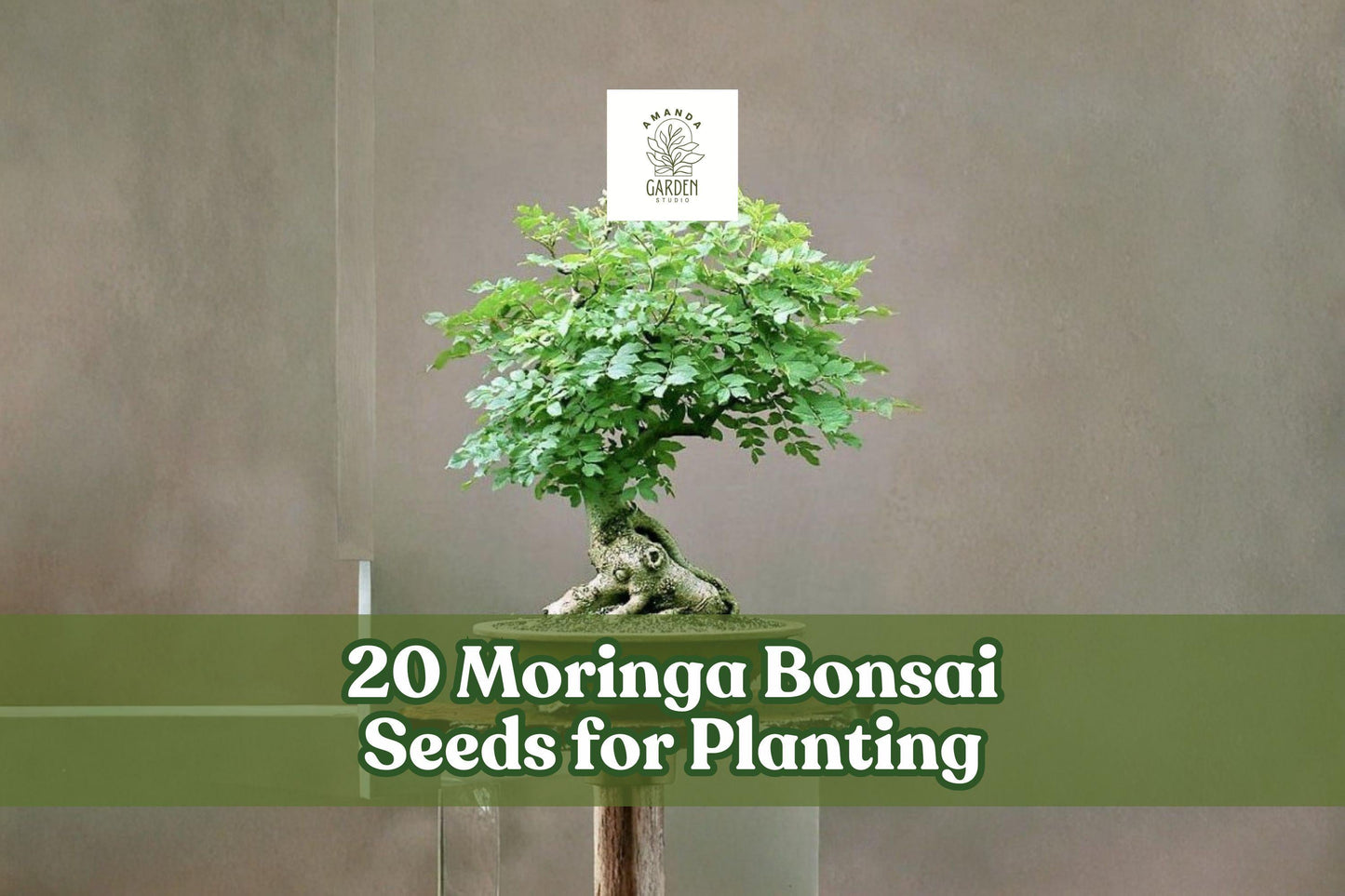 20 Moringa oleifera Bonsai Seeds for Ornamental Tree, Container or Garden Planting