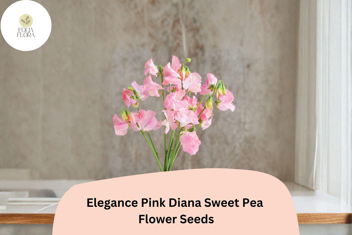 Pink Diana Sweet Pea Seeds | Climbing Vine, Pink Flowers, Lathyrus odoratus, Garden Seeds, Cut-Flower, Cool-Season Annual