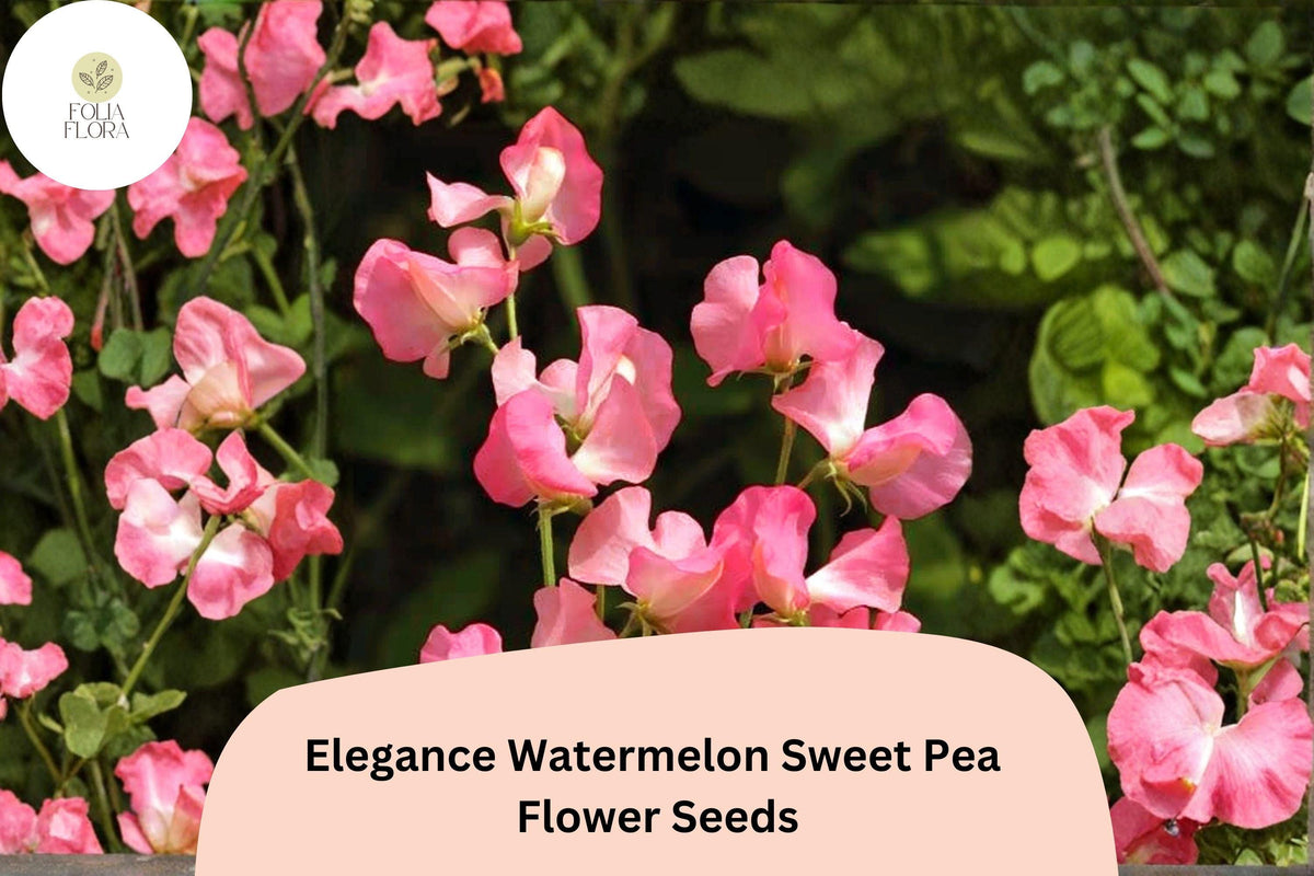 Watermelon Pink Bicolor Sweet Pea Seeds | Climbing Vine for Trellises & Cut Flowers | Lathyrus odoratus