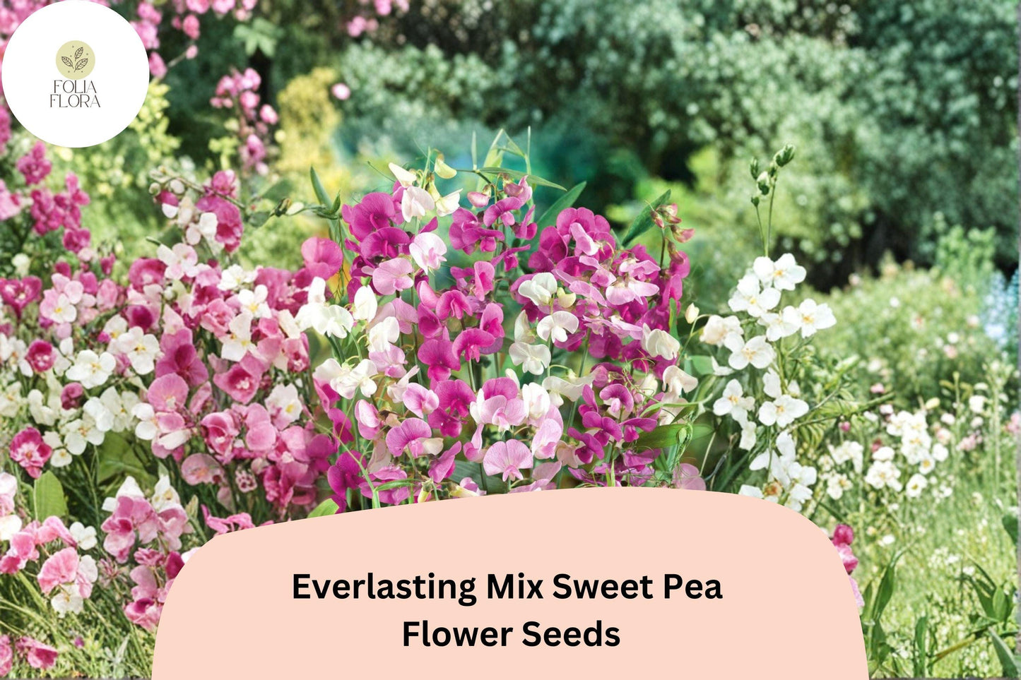 Everlasting Mix Sweet Pea Seeds | Perennial Climbing Vine with Pink, Rose, White Flowers | Lathyrus latifolius, 50+ Seeds
