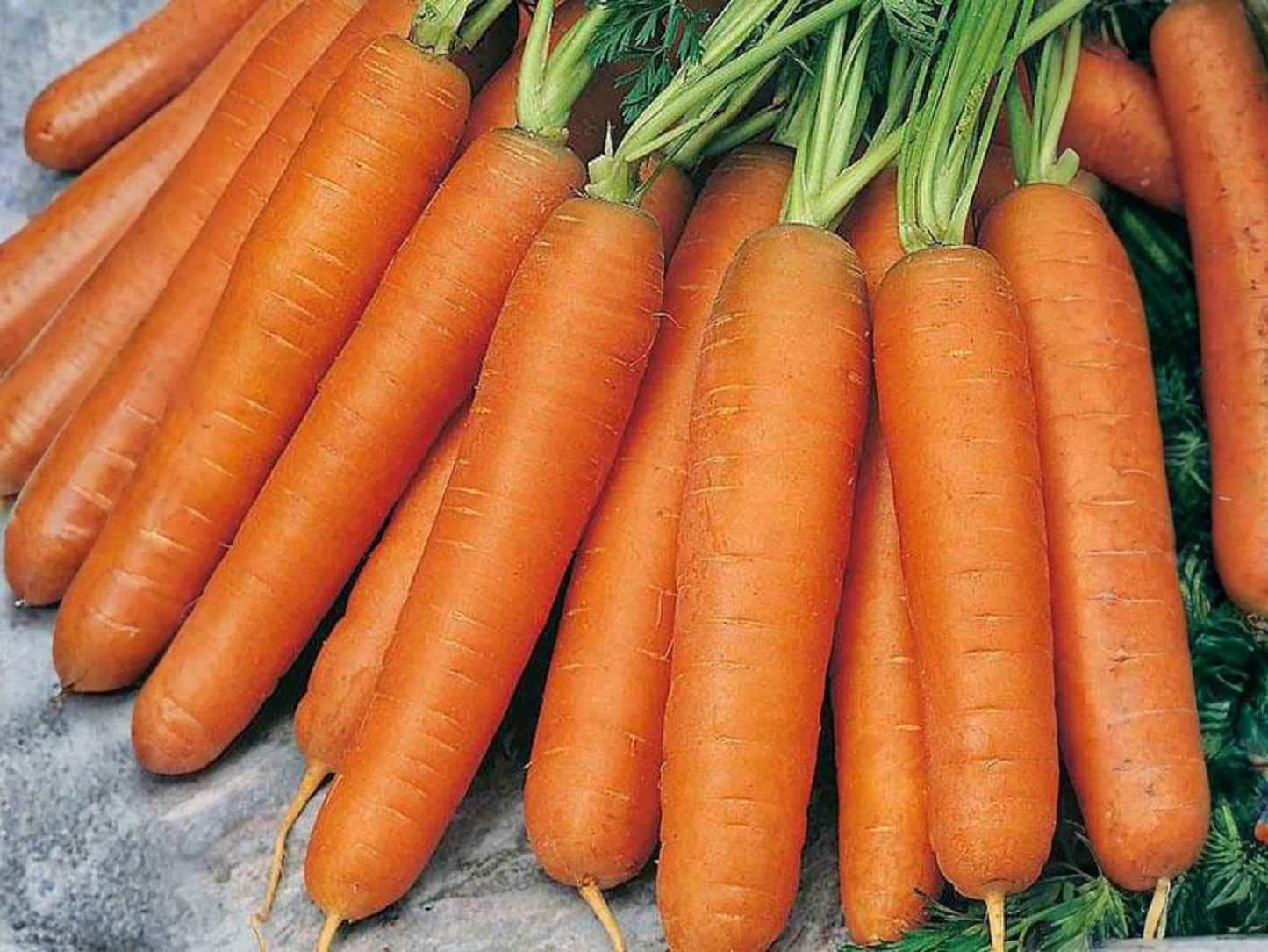 Scarlet Nantes Carrot Seeds | Heirloom Nantes-Type Root Vegetable | Sweet Orange Carrots for Gardening & Cooking