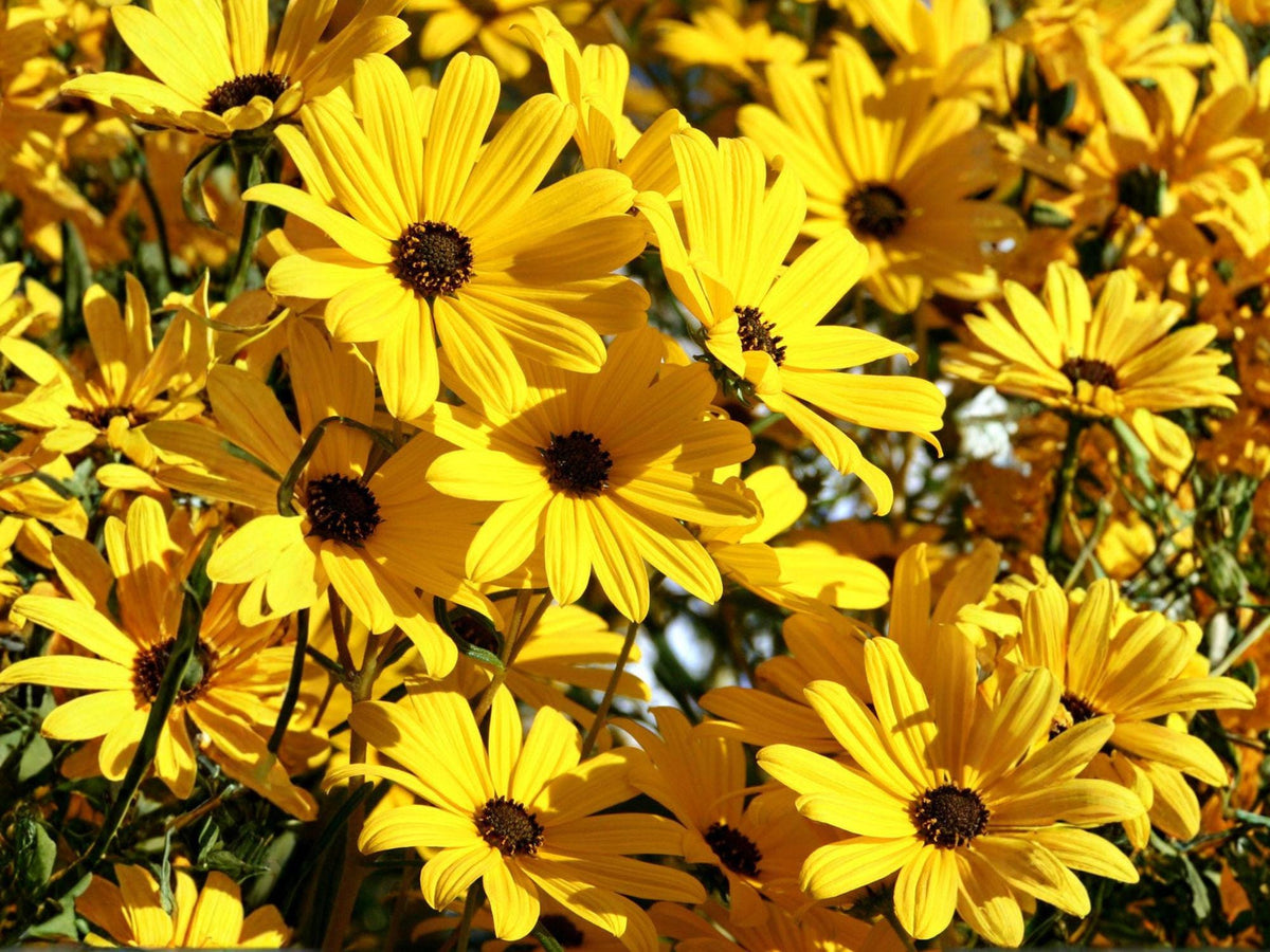 Helianthus angustifolius Swamp Sunflower Seeds – Native Perennial Wildflower for Wet Soils and Pollinator Gardens
