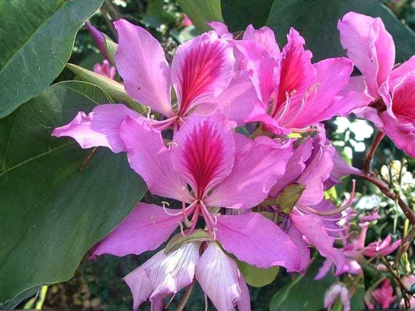 Bauhinia Purpurea Seeds – Purple Orchid Tree Flowering Plant – 10 Seeds – Ornamental Tropical Tree for Gardens and Landscapes