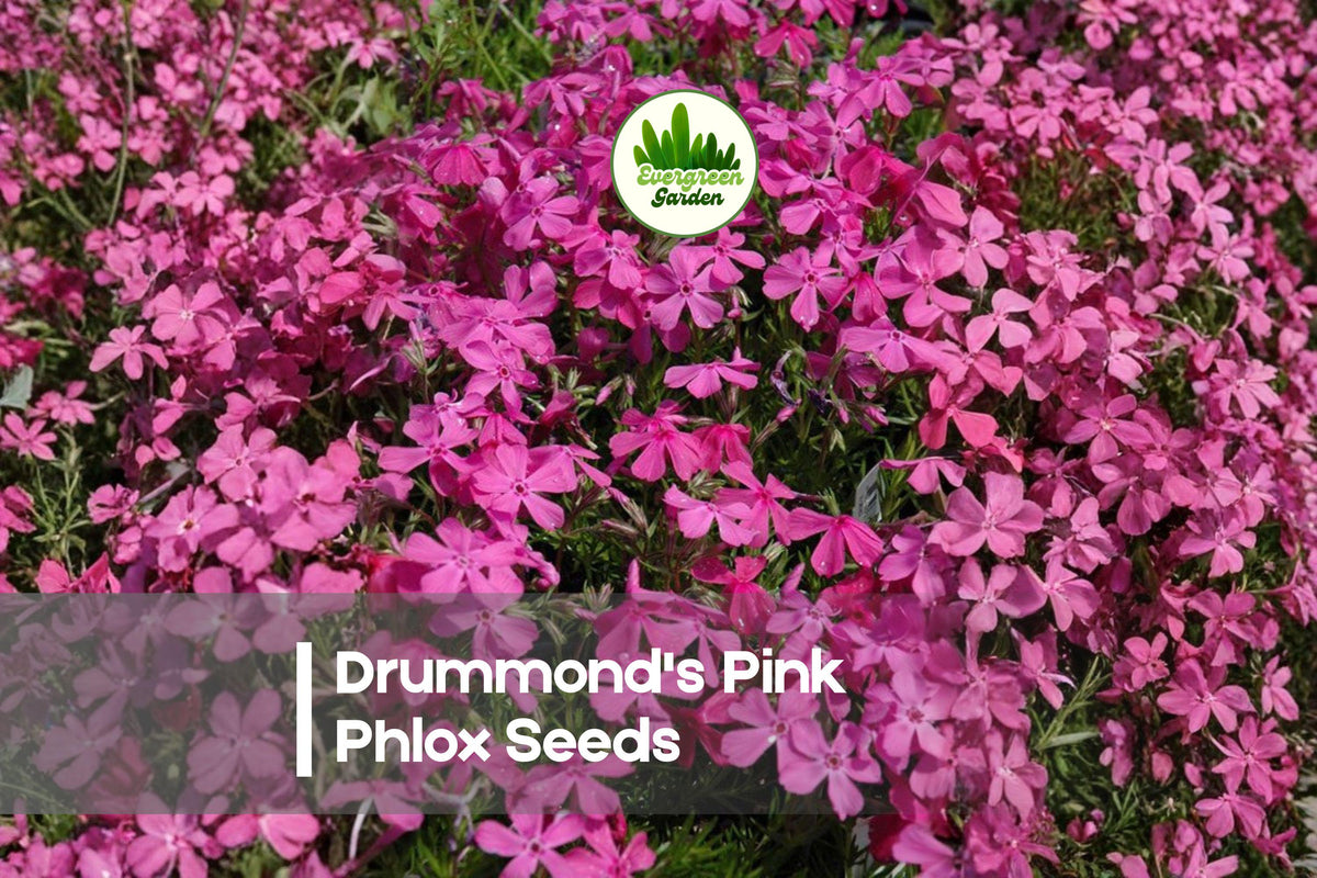 Drummond's Pink Phlox Seeds – Bright Pink Annual Flower for Borders, Pots & Cottage Gardens – Phlox drummondii