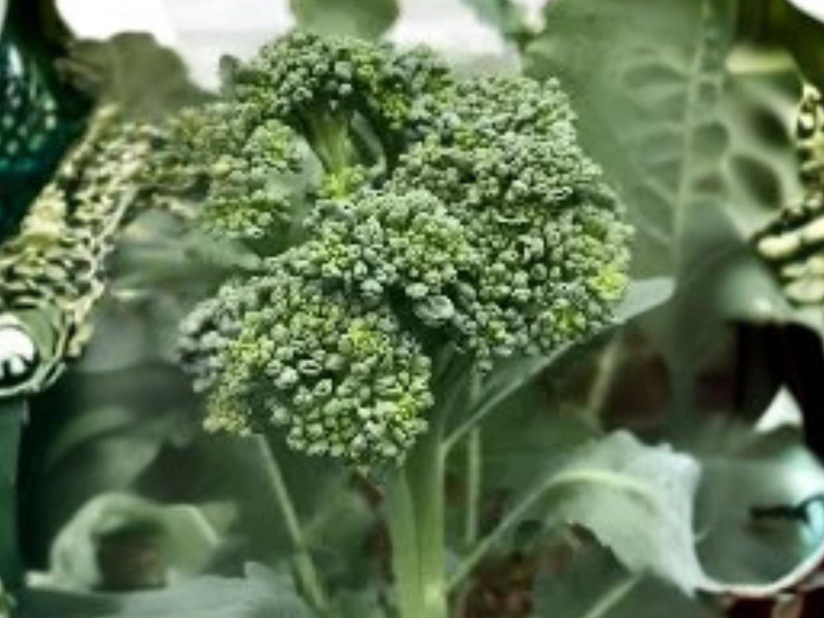 Calabrese Broccoli Seeds 500 Pack | Green Sprouting Italian Heirloom Vegetable for Cool Season Gardening