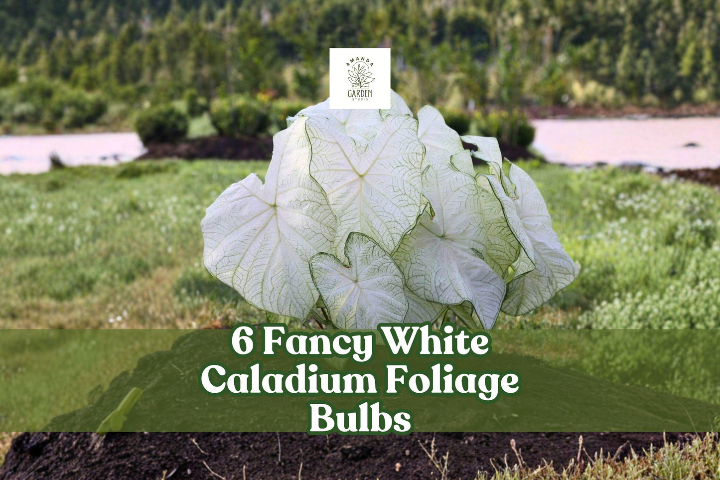 6 Fancy White Caladium Bulbs – Tropical Shade Garden Foliage, Caladium bicolor, White Leaves with Green Veins
