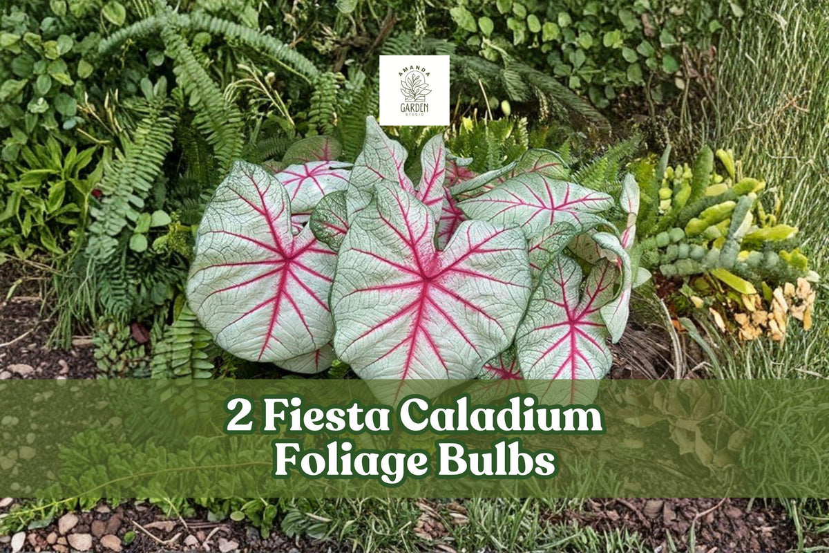2 Fiesta Caladium Bulbs - Colorful Heart-Shaped Foliage, Caladium bicolor for Shade Gardens & Containers