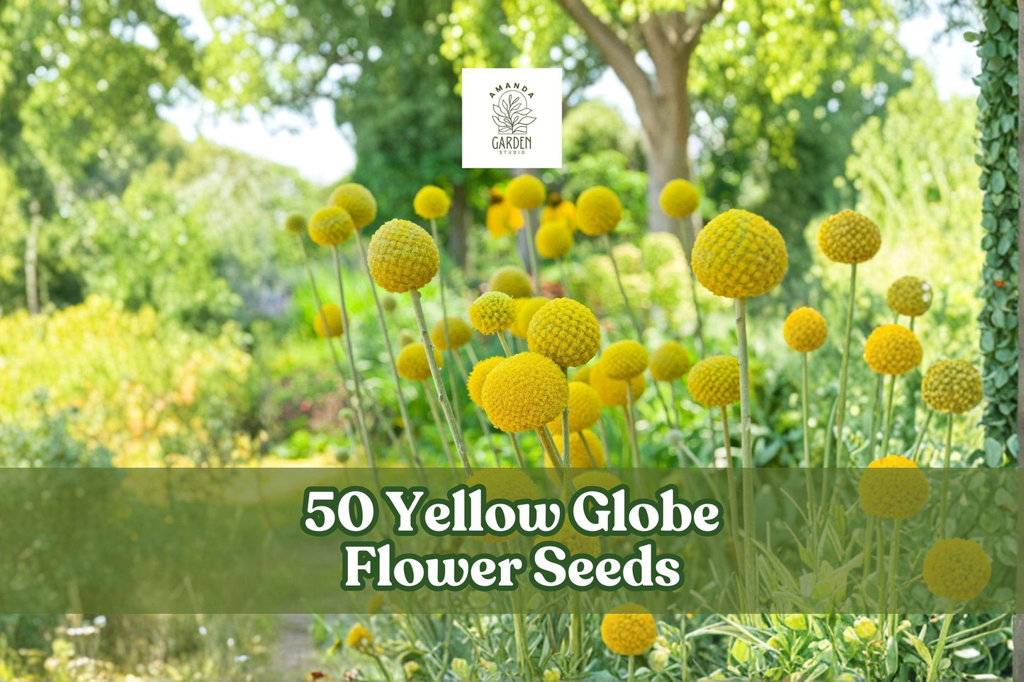 50 Yellow Globe Flower Seeds for Ornamental Garden & Container Planting - Round Yellow Blooms, Full Sun, Well-Draining Soil