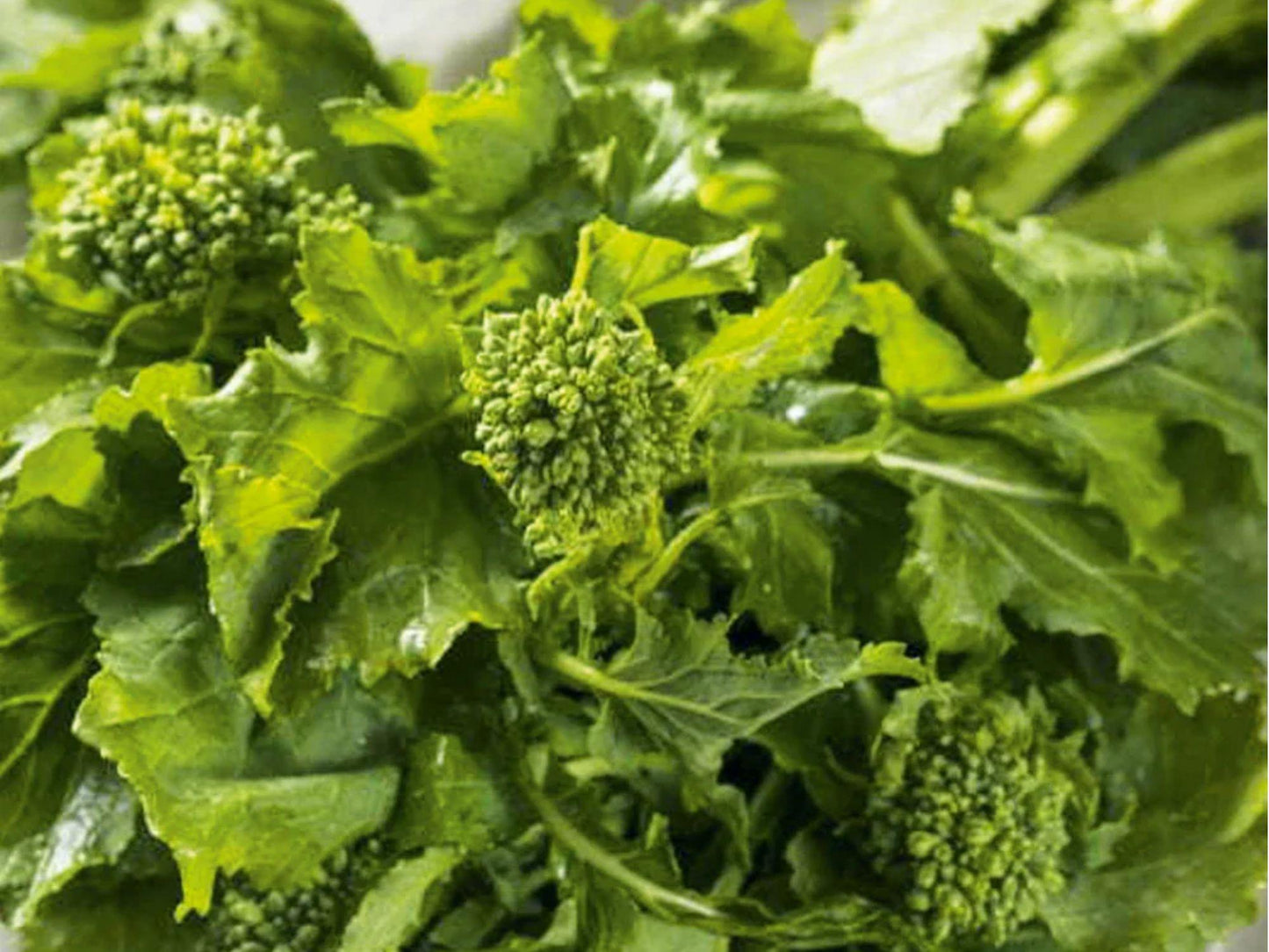 Broccoli Raab Seeds – 300 Heirloom Rapini for Spring & Fall Gardens – Fast Growing, Tender, Peppery Greens