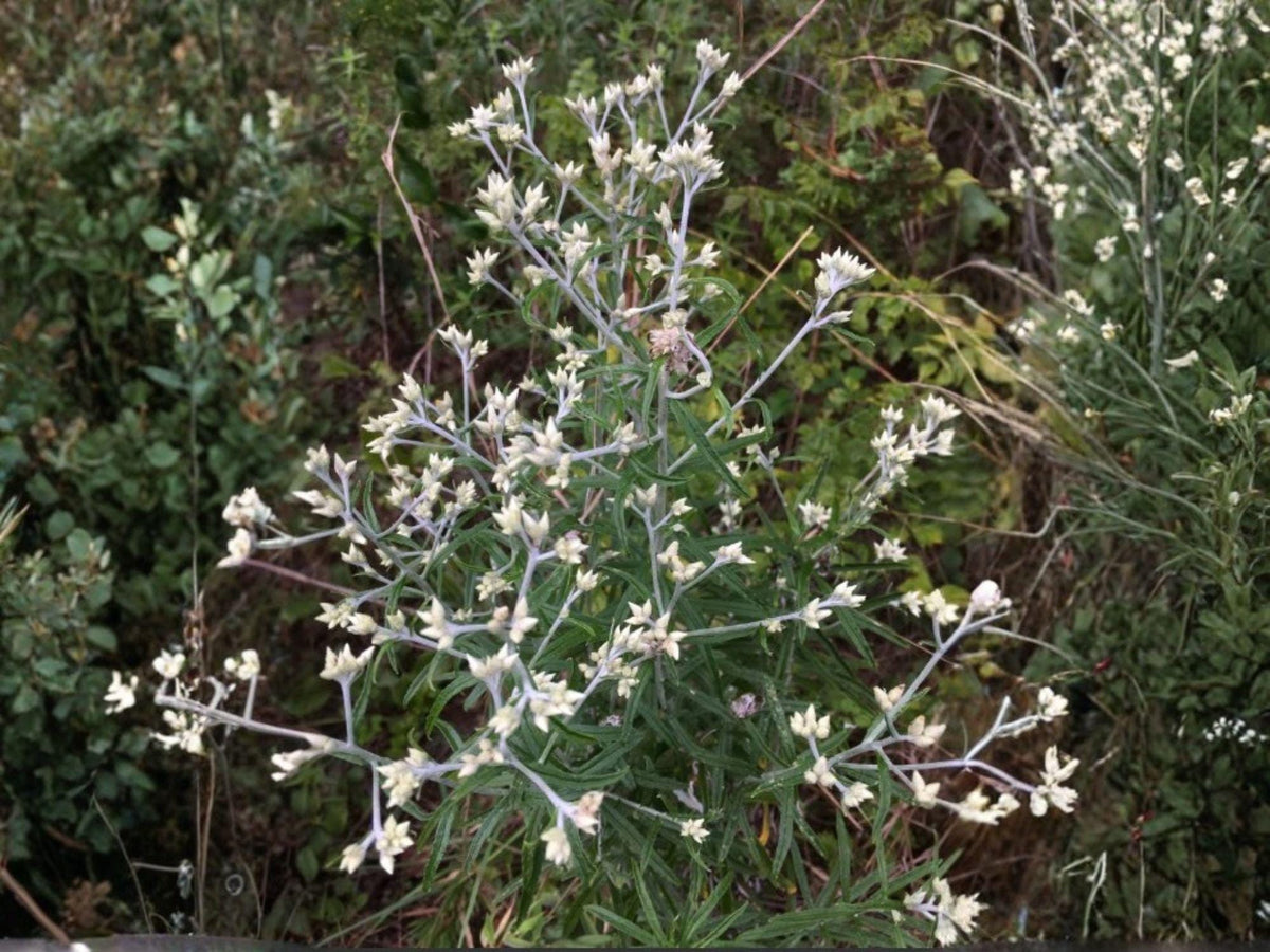 Pseudognaphalium Seeds – Sweet Everlasting Flowering Plant – 500 Seeds – White Blooms, Silvery Foliage, Perennial, Native Wildflower