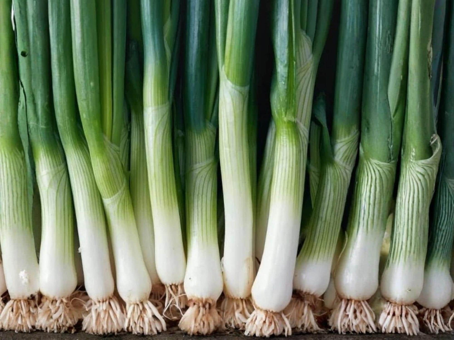 American Flag Leek Seeds – Heirloom, Cold Hardy, Non-GMO Vegetable Seed Pack